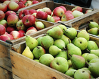 fruits